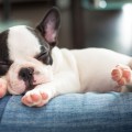 bigstock-French-bulldog-puppy-sleeping--45745804