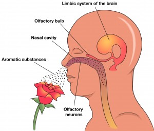 olfactory_diagram